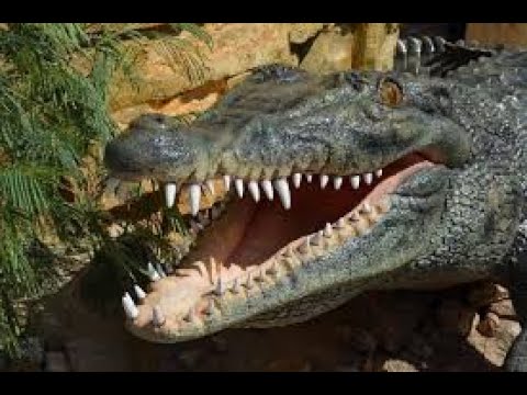 Видео: ВАШ ТОТЕМ  -  КРОКОДИЛ