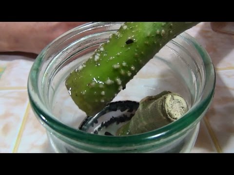 Видео: 🌿 Черенкование бругмансии ч.1