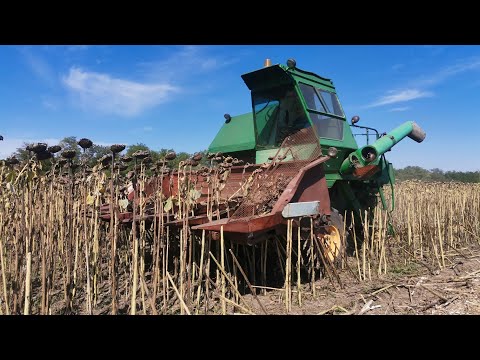Видео: Уборка подсолнечника. Пионер P64LE25 по пахоте.