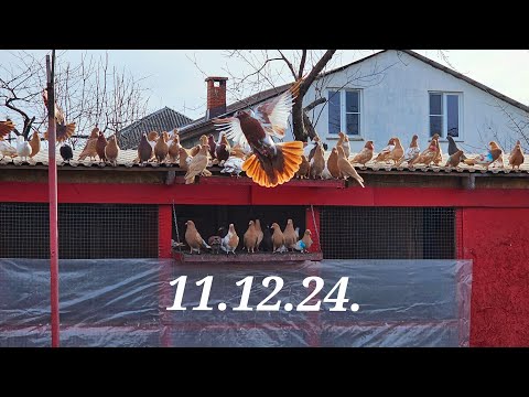 Видео: Голуби 11.12.24.