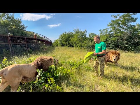 Видео: ОСТАНОВИТЬ ДЕСЯТОК ЛЬВОВ одним взмахом руки - РЕАЛЬНО!