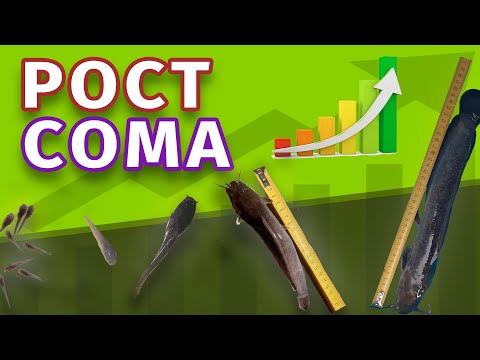 Видео: Рост сома за 4 месяца | Африканский сом | УЗВ