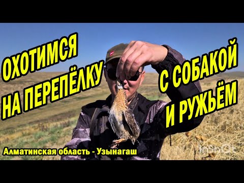 Видео: ОХОТА НА ПЕРЕПЕЛА. Осень 2024. Просто стреляй и не промахнешься. БӨДЕНЕГЕ АҢШЫЛЫҚ. Алматы Казахстан