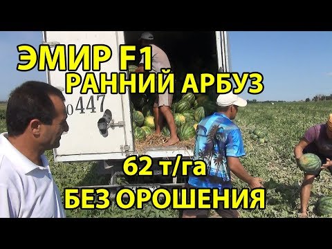 Видео: Эмир F1 - Ранний арбуз. 62 т/га БЕЗ ОРОШЕНИЯ