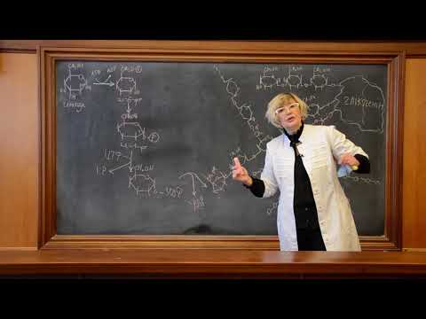 Видео: 2. Глікогенез. Частина 2