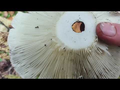 Видео: Принесла новых грибов , собираю терновник.