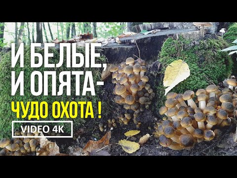 Видео: И БЕЛЫЕ, И ОПЯТА - ЧУДО ОХОТА !   12 октября 2022 года. Сбор грибов белых и опят медовых.