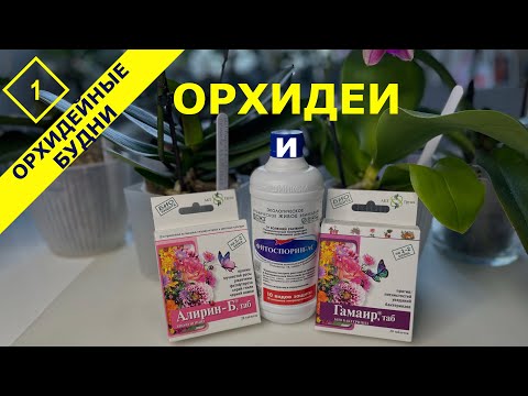 Видео: Почему биофунгициды ускоряют рост и развитие орхидей в домашних условиях #ОрхидейныеБудни