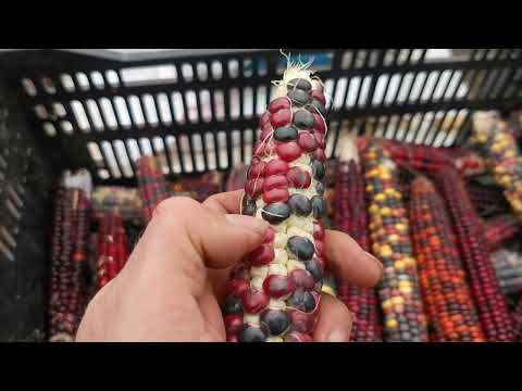 Видео: Не сажайте так АЦТЕКСКУЮ КУКУРУЗУ! Иначе будут пустые початки