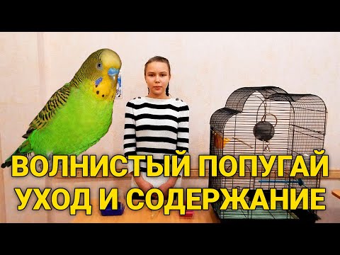 Видео: Волнистый попугай - уход и содержание. Как ухаживать за волнистыми попугаями?