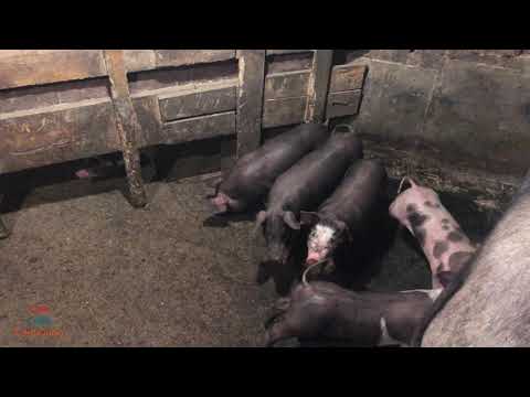 Видео: Доход с продажи поросят. Сколько можно заработать на продаже поросят. Парализатор для свиней