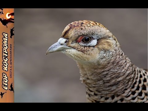 Видео: Охота на фазана. Стрелять или не стрелять курицу?