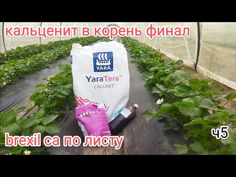 Видео: Финальное внесения кальция в корень , brexil ca по листу с мегафолом