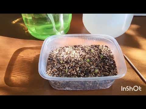 Видео: Обезьяньи бега или Как вырастить из семян Хильдевинтеру! 24.02.2024.