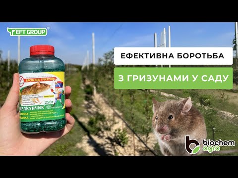 Видео: Ефективна боротьба із гризунами у саду: Корисні поради