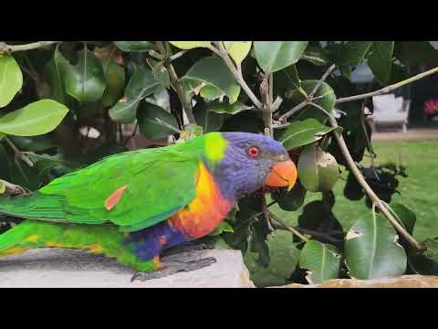 Видео: 🦜 ЭТА ПТИЦА - ЛУЧШИЙ ДРУГ!
