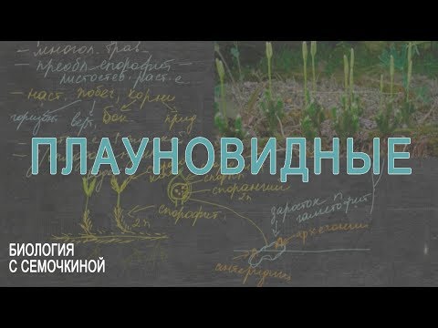 Видео: Плауновидные