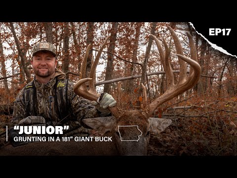 Видео: Тот, кого называют «Джуниор» | Рычание в 181-дюймовом гигантском самце