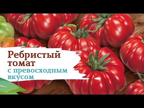 Видео: Помидоры Риккиуто