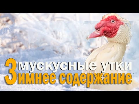 Видео: Как правильно поить уток зимой. Можно ли давать уткам снег. Почему утки улетают из хозяйства