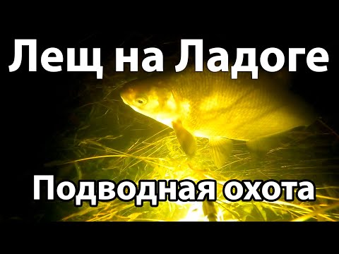 Видео: Лещ на Ладоге, Кошкино, подводная охота.