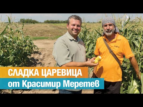 Видео: Сладка царевица: открит ден при Красимир Меретев, Съединение