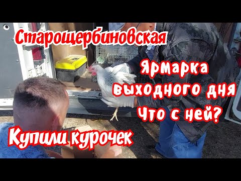 Видео: Ярмарка выходного дня в станице Старощербиновской.  Что с ней стало? Купили курочек.