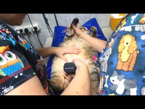 Видео: Толстый кот Степа приболел, его отвезли к ветеренару и побрили пузико