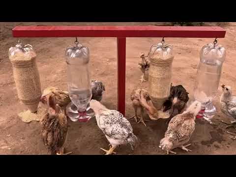 Видео: Automatic poultry farm chiken (Мурғҳои хонаги)