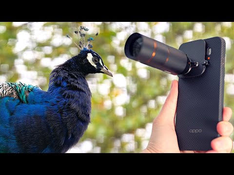 Видео: Комплект для фотосъемки Oppo Find X9 Pro — съемка дикой природы с телеконвертером Hasselblad