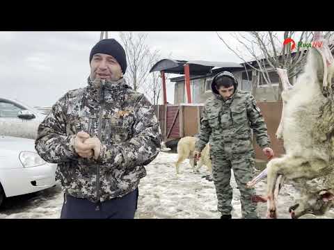 Видео: Охота на волка на вабу, подозвал три раза одну стаю.#охота2024