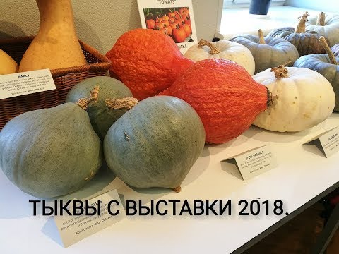 Видео: Тыквы с выставки 2018. Что выросло у меня.