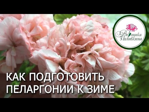 Видео: ПОДГОТОВКА ПЕЛАРГОНИИ К ЗИМЕ