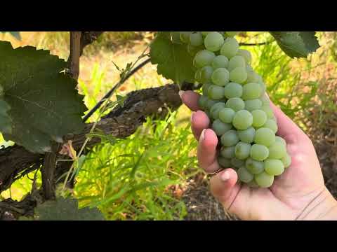 Видео: 3 сентября 2025 г. СКОЛЬКО ПЕРЦА ОСТРОГО НАРОСЛО! И ВКУСНЮЧИЙ ВИНОГРАД😋!