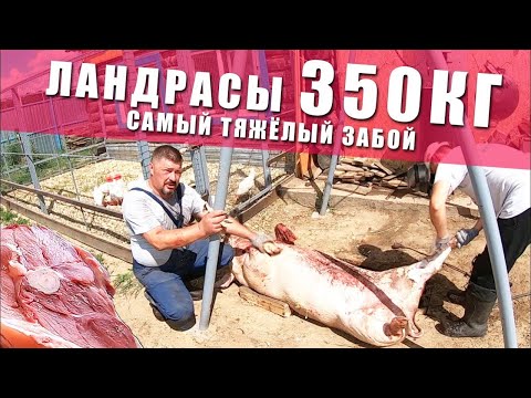 Видео: ЛУЧШИЙ ЗАБОЙ СВИНОВОДА!