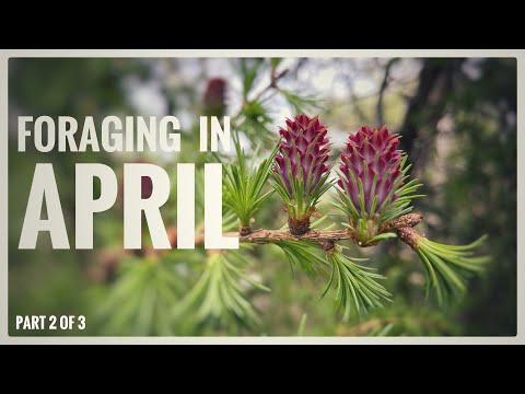 Видео: Собирательство в апреле (часть 2 из 4) — ежемесячный календарь сбора диких животных UK Wildcrafts