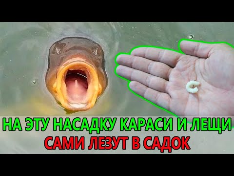 Видео: 😱 НЕ ИСПОЛЬЗУЙТЕ эту насадку! Иначе вы будете завалены рыбой!
