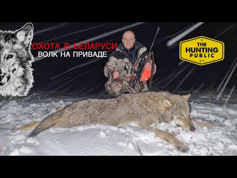 Видео: Охота на волка! Wolf hunting! 🐺