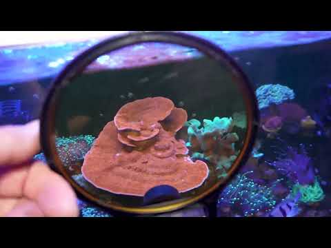 Видео: Аквариум Патч Риф в 4К