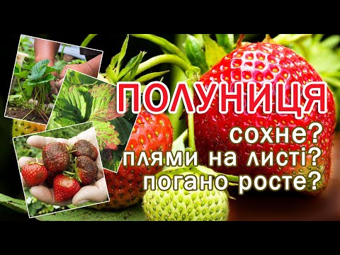 Видео: Шкідники та Хвороби Полуниці 🍓 Як попередити та чим обробити? Кліома Сервіс