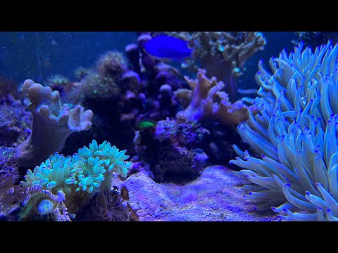 Видео: Сухой старт пресника и немного о море на 700 литров.