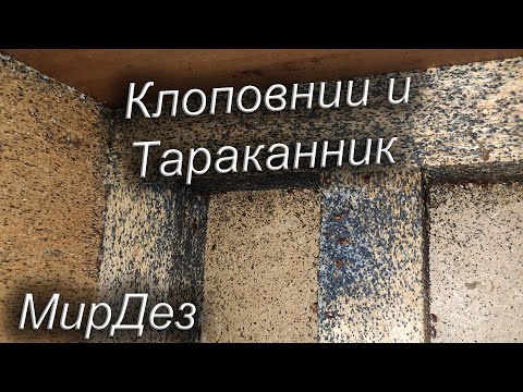 Видео: Клопы и тараканы в комнате. Жееесть. МирДез (2024г) 1