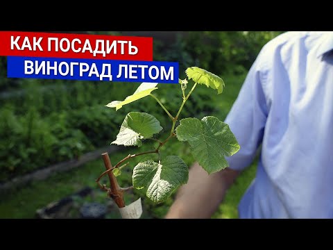 Видео: Как посадить виноград летом