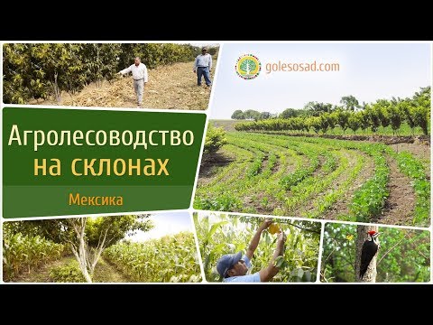 Видео: АГРОЛЕСОВОДСТВО НА СКЛОНАХ (МЕКСИКА)