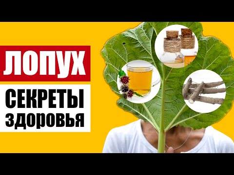 Видео: Лопух – здоровье у нас под ногами: самый полезный сорняк, как он действует на организм