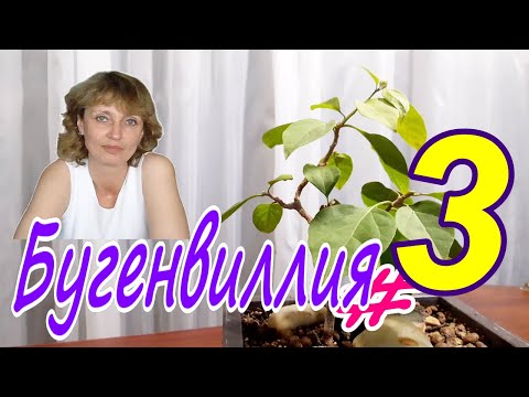 Видео: Бугенвиллия / Бугенвилле́я / Bougainvillea #3  Август 2024