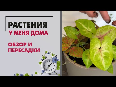 Видео: Растения у меня дома. Второй этаж. Обзор и пересадки.