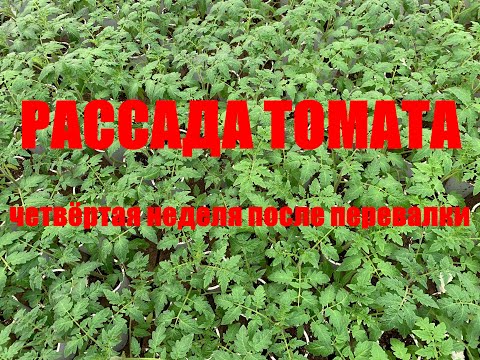 Видео: ТОМАТ четвёртая неделя после перевалки