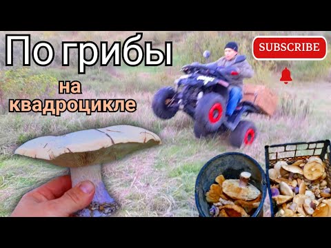 Видео: По грибы синеножки. Рядовка лиловоногая.