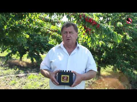 Видео: Как отпугивать скворцов от черешневого сада? Отпугиватель птиц КОРШУН в действии